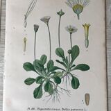 Botanical flowering boards of 19th century fields