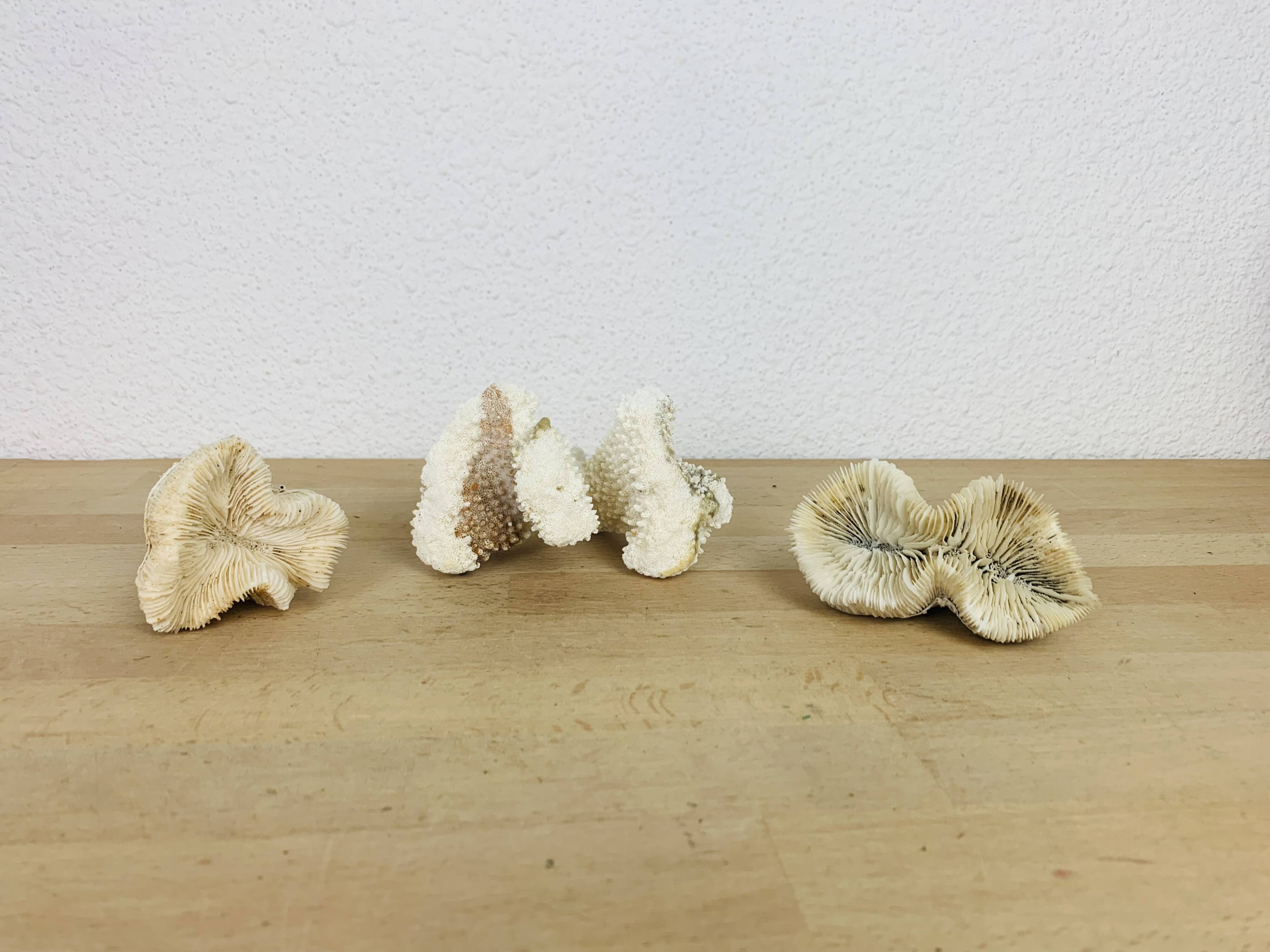 3 old white corals, coral