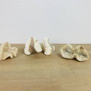 3 old white corals, coral
