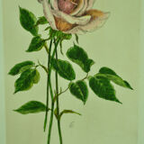 Pair of ancient lithographs of signed floral engravings to be identified