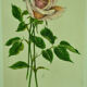 Pair of ancient lithographs of signed floral engravings to be identified