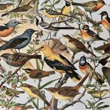 Lithograph on useful birds from 1911 (pipit)