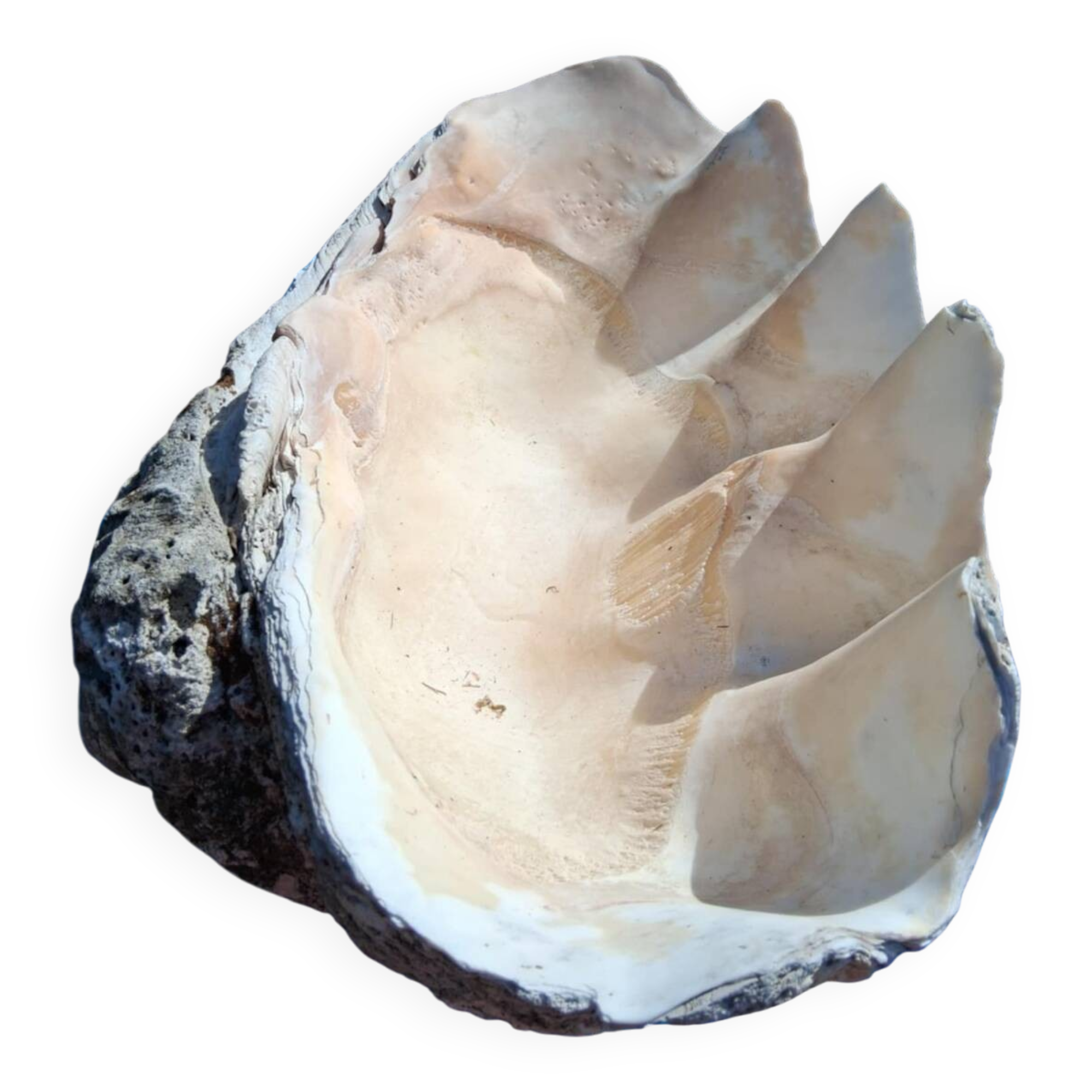 Tridacna shell (86 cm) – on base – rare and decorative