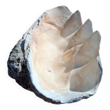 Tridacna shell (86 cm) – on base – rare and decorative