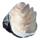 Tridacna shell (86 cm) – on base – rare and decorative