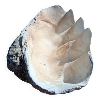 Coquille tridacna (86 cm) – sur socle – rare et décoratif