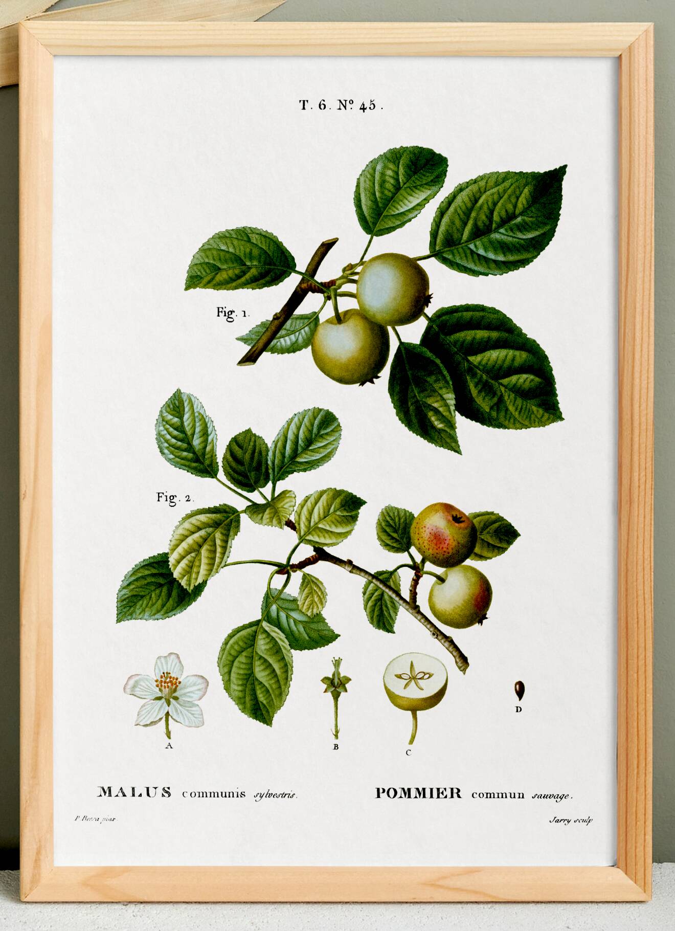 Poster about the wild apple tree, based on an old engraving from 1802