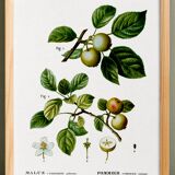 Poster about the wild apple tree, based on an old engraving from 1802