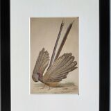 Original Ornithological Board " l'argus " - Buffon 1838