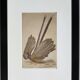 Original ornithological plate from "L'Argus" - Buffon 1838