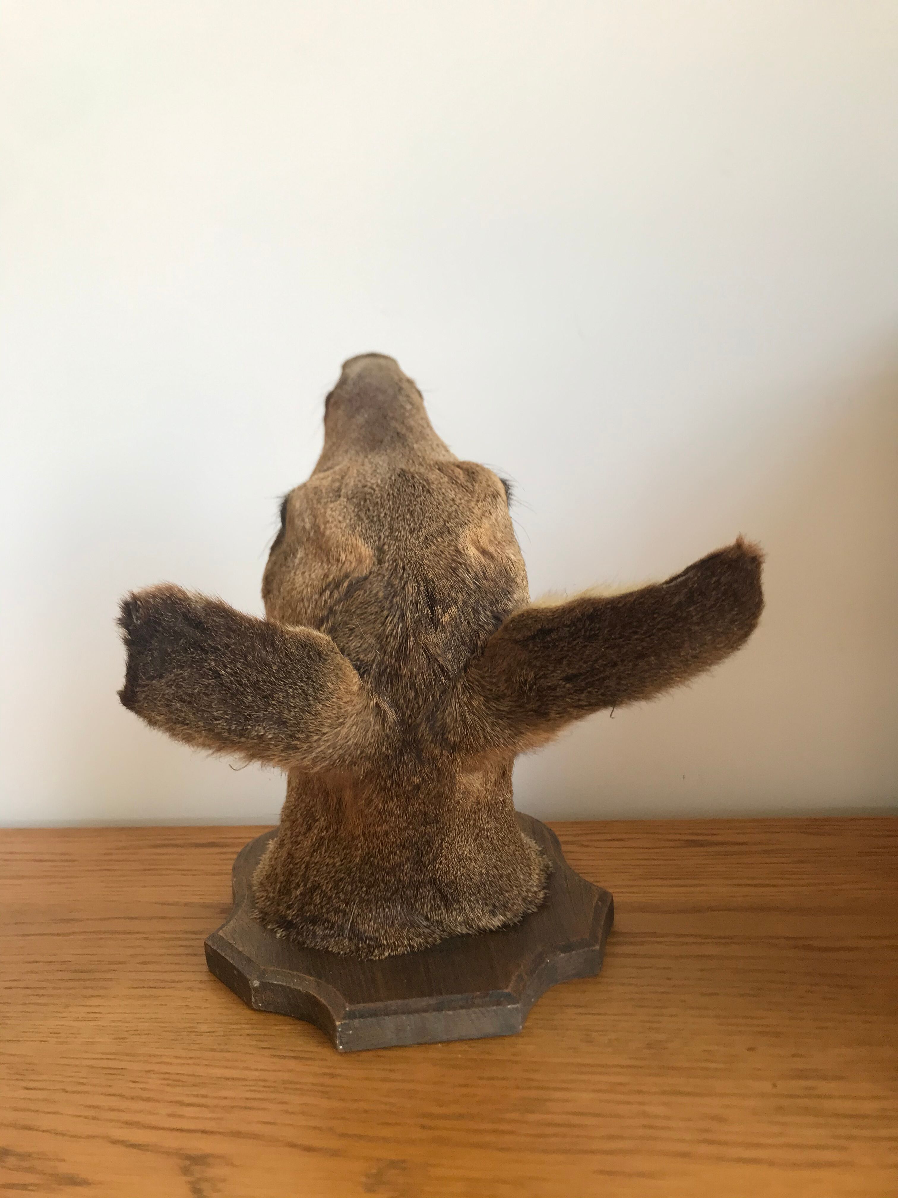 Taxidermy deer head