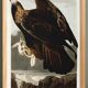 Affiche sur l’Aigle royal, d’après une gravure ancienne de 1827.