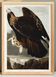 Poster about the Golden Eagle, based on an old engraving from 1827.