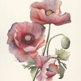 Fine art print 21X30 "The poppies" limited edition