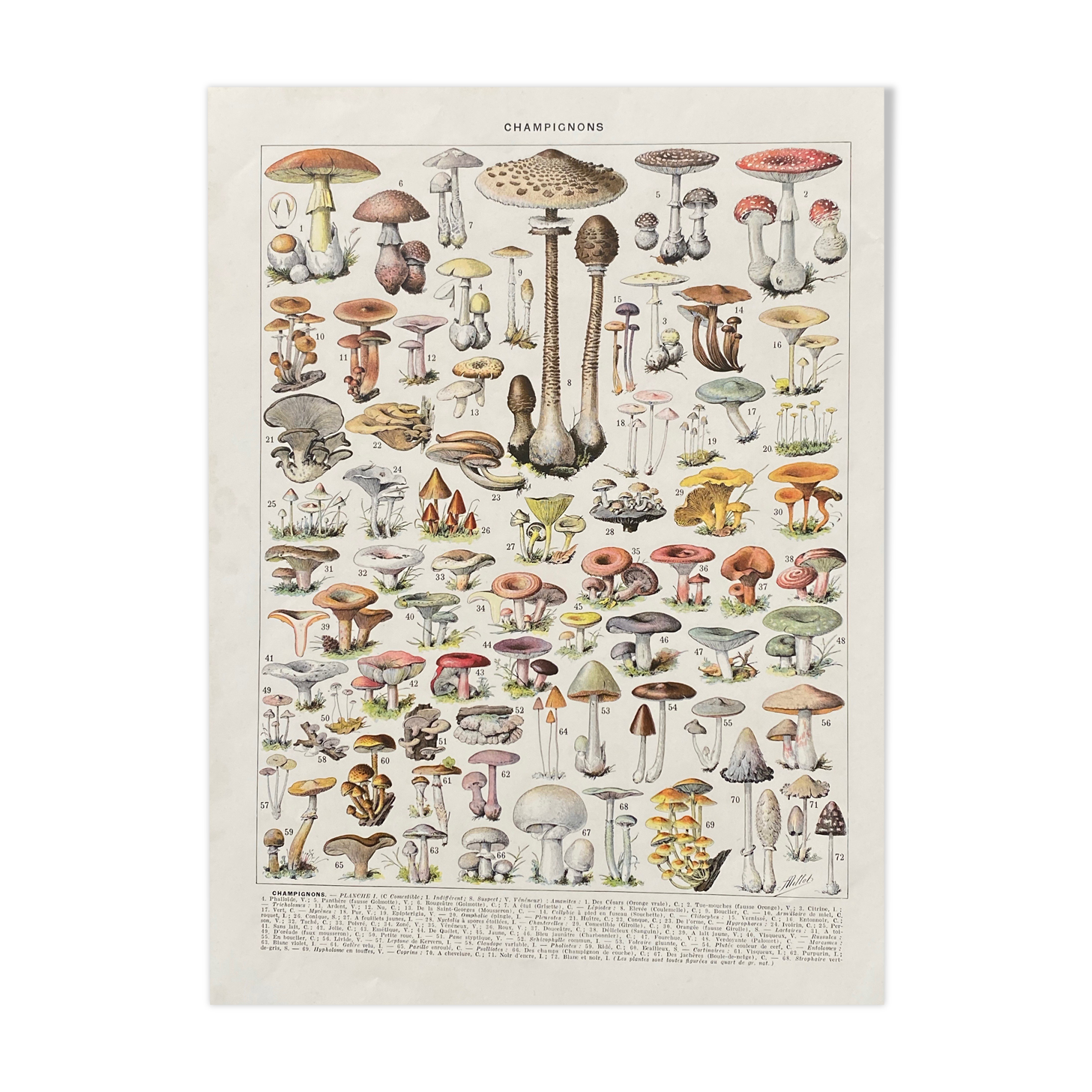 Old illustration Millot "Mushrooms"