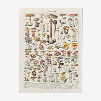 Old illustration Millot "Mushrooms"