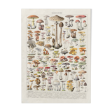 Old illustration Millot "Mushrooms"
