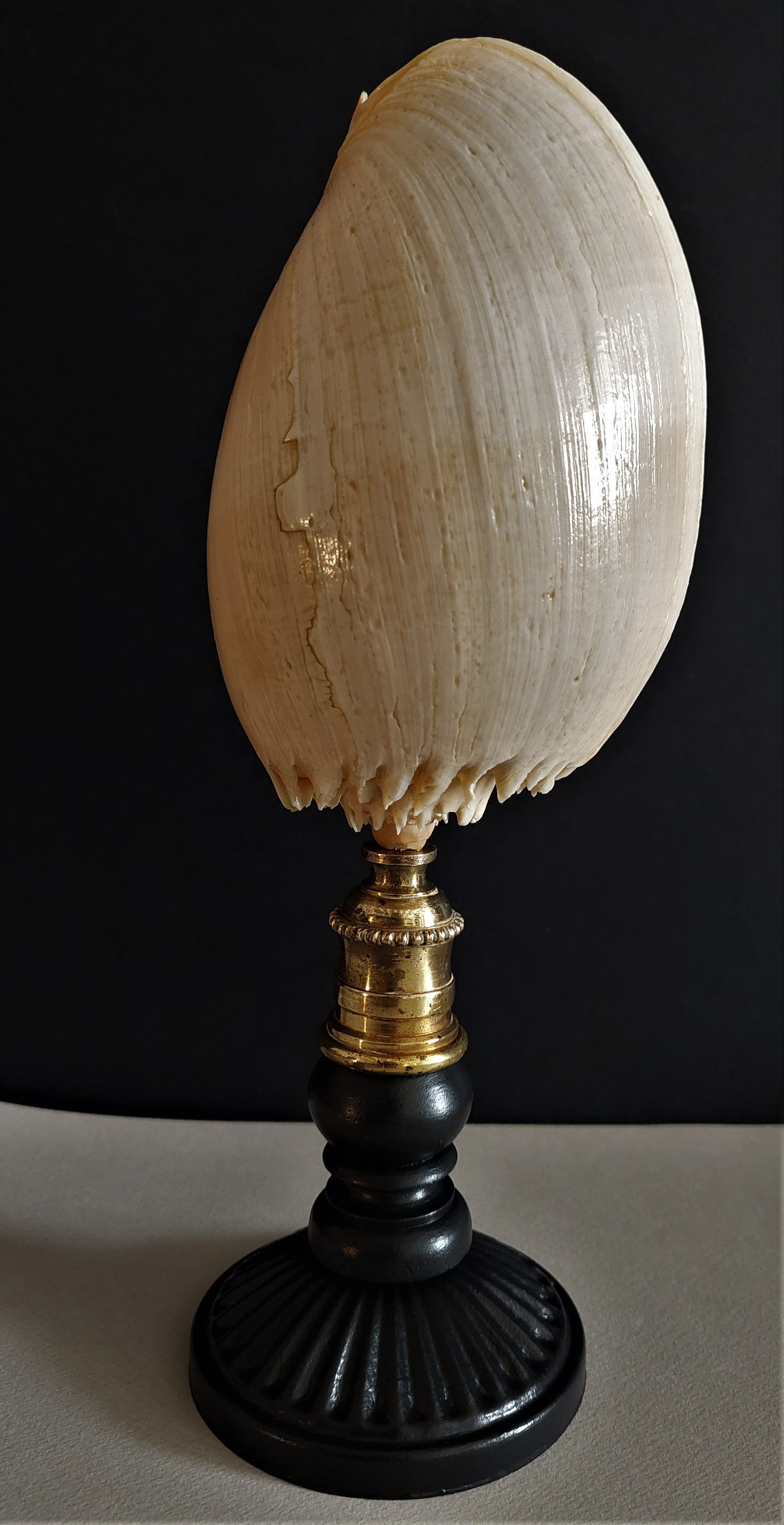 Cabinet of Curiosities shell melo broderipii on base