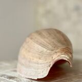 Large Melo Amphora seashell.