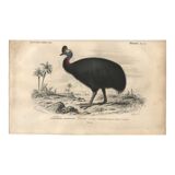 Gravure ancienne 1849 - Casoar par , Australie, forêt tropicale, danger