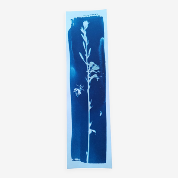 Cyanotype vintage