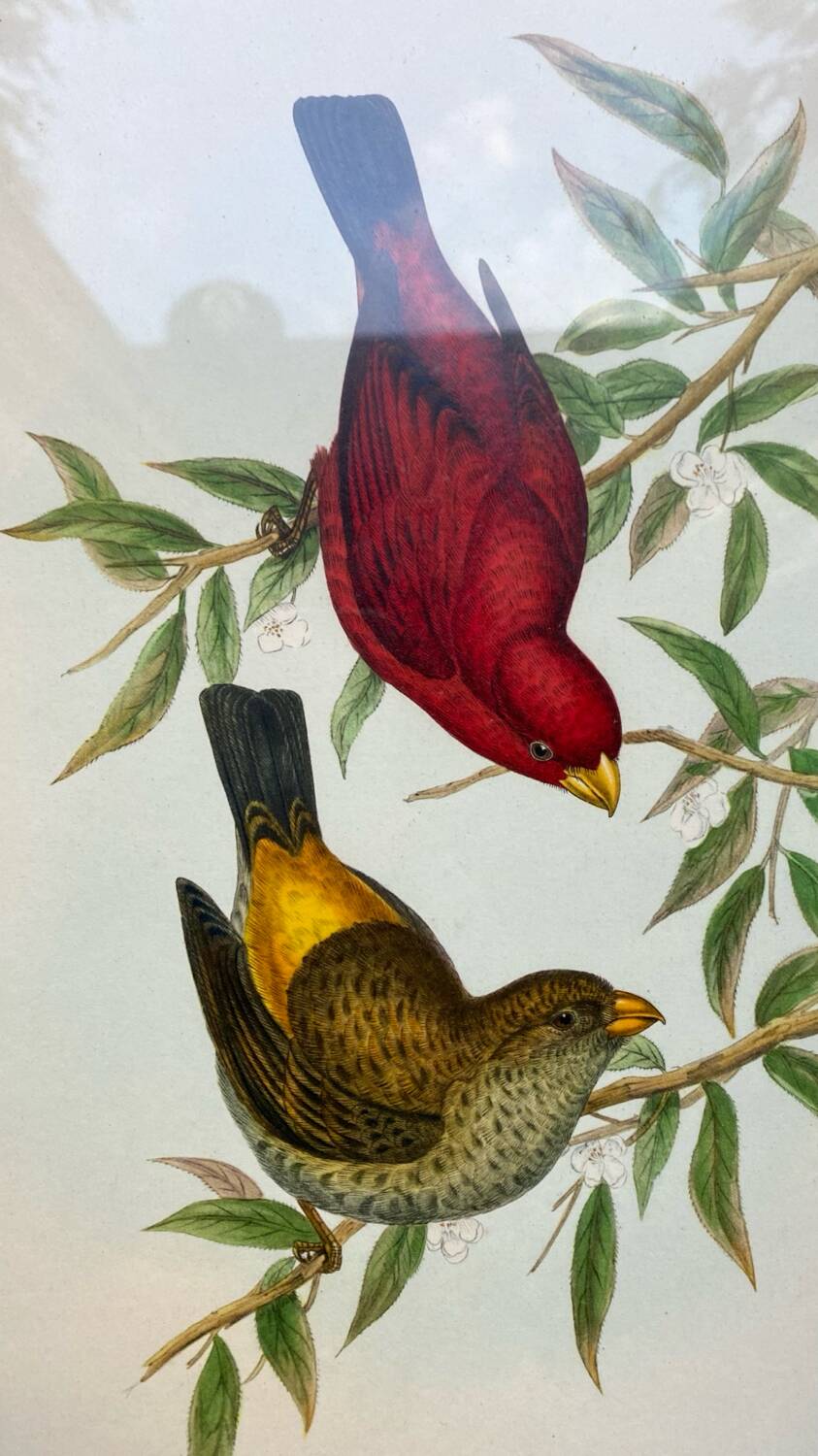 Framed zoological plate of birds
