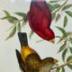 Framed zoological plate of birds