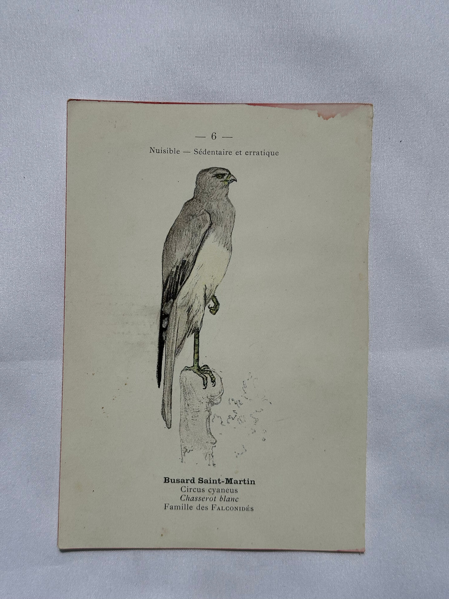 Planche Botanique Gravure oiseaux naturaliste  19eme recto verso  A