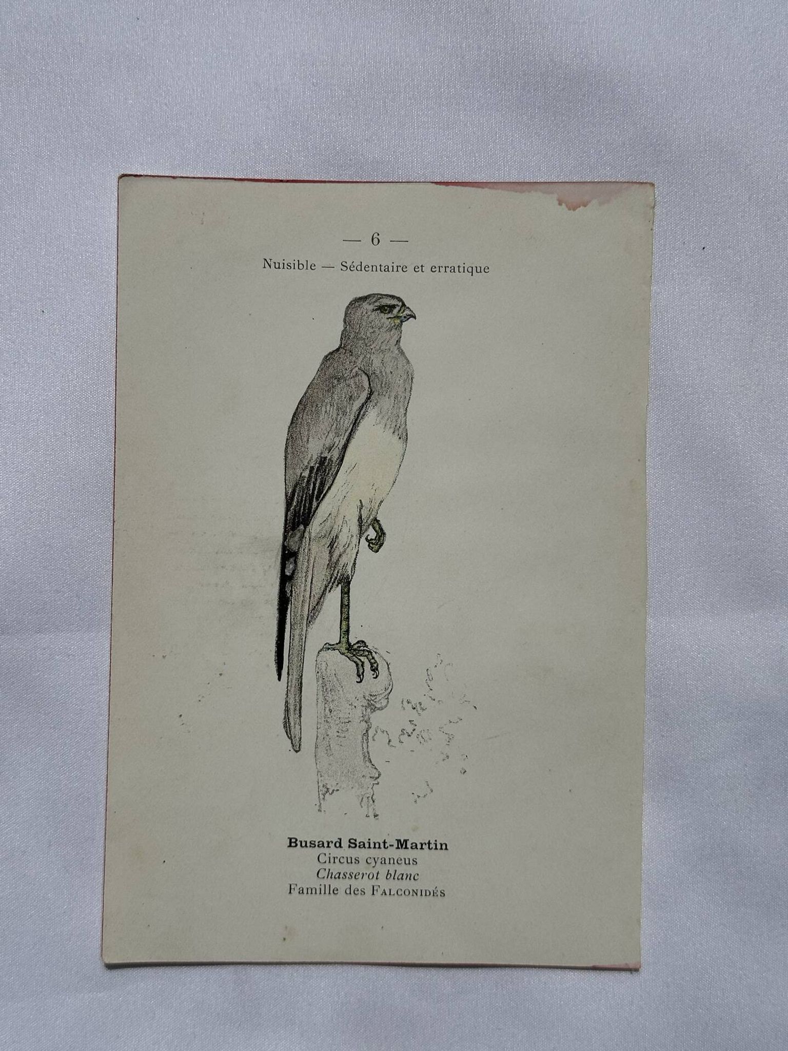 Planche Botanique Gravure oiseaux naturaliste  19eme recto verso  A