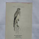 Planche Botanique Gravure oiseaux naturaliste  19eme recto verso  A