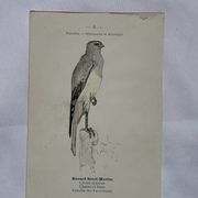 Planche Botanique Gravure oiseaux naturaliste  19eme recto verso  A