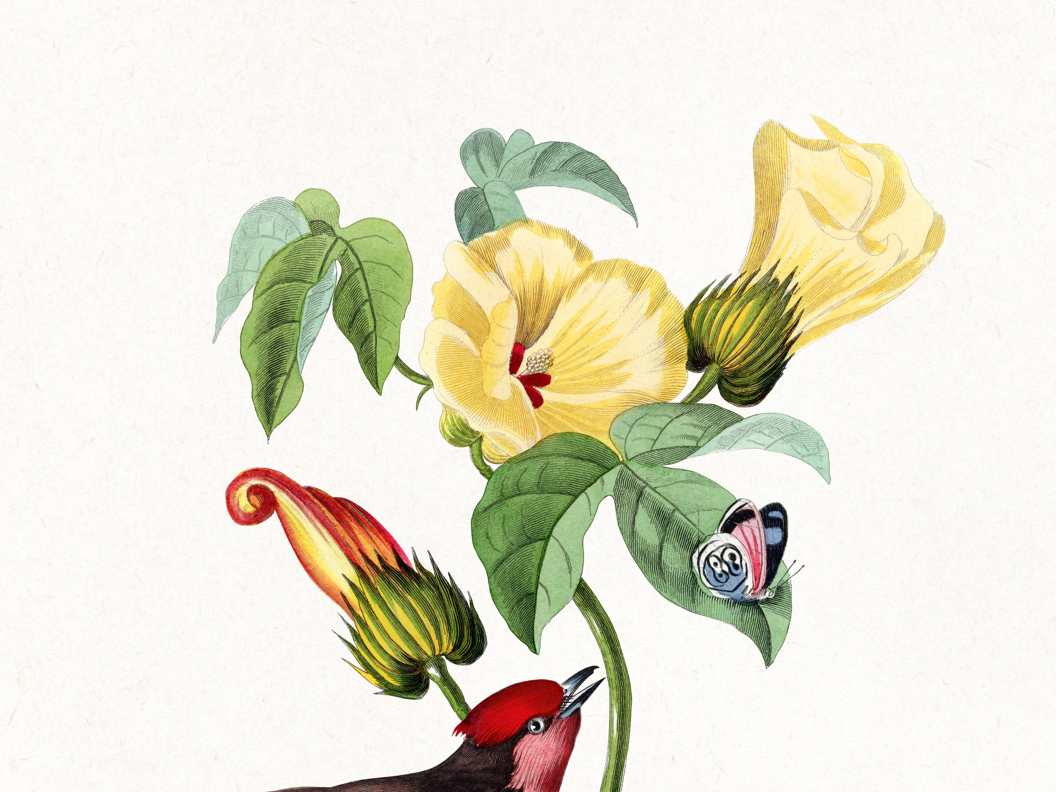 Poster about the scarlet flycatcher (exotic bird), based on an engraving