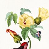 Poster about the scarlet flycatcher (exotic bird), based on an engraving