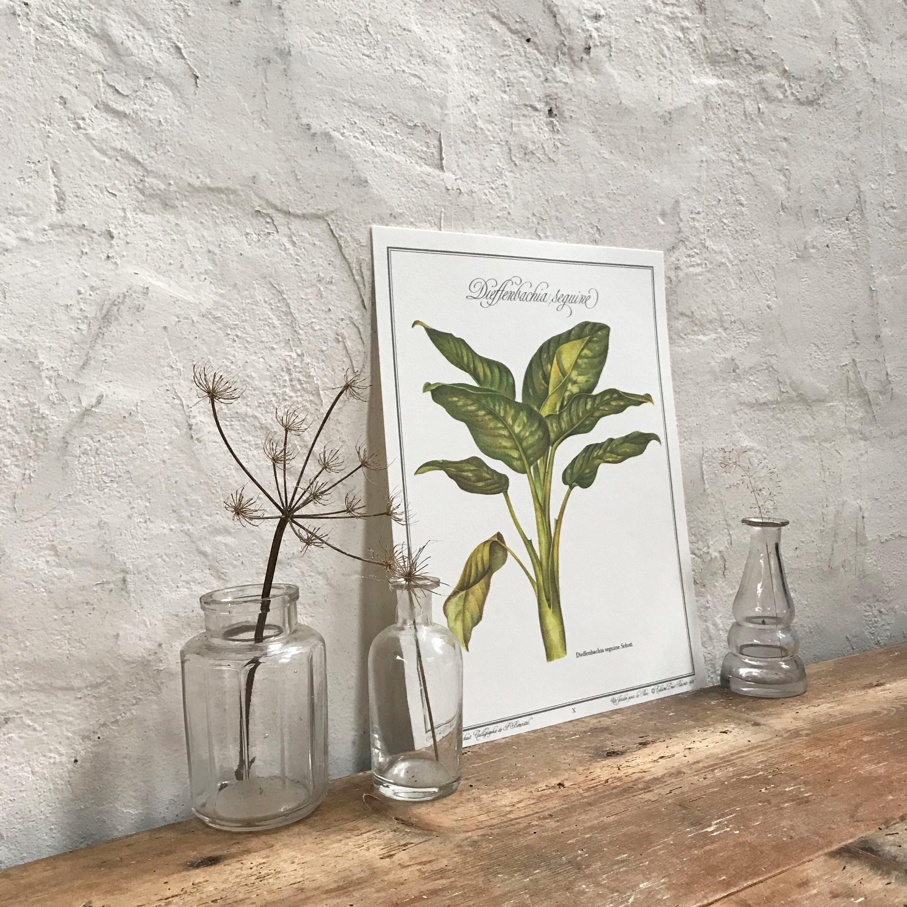 Botanical board Dieffenbachia