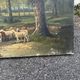 Antique painting 19th century – pastoral scene with shepherdess and sheep, signed P. Oudi