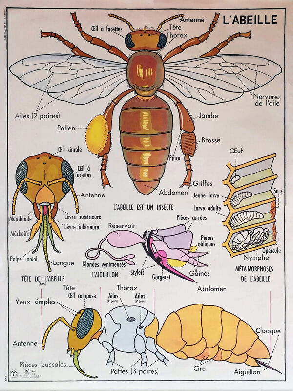 School poster the bee & fish