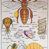School poster the bee & fish