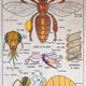 Affiche scolaire l'abeille & les poissons
