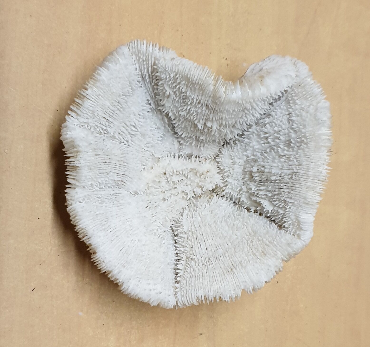 Coral Fungia Indian Ocean