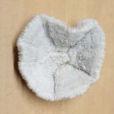 Coral Fungia Indian Ocean