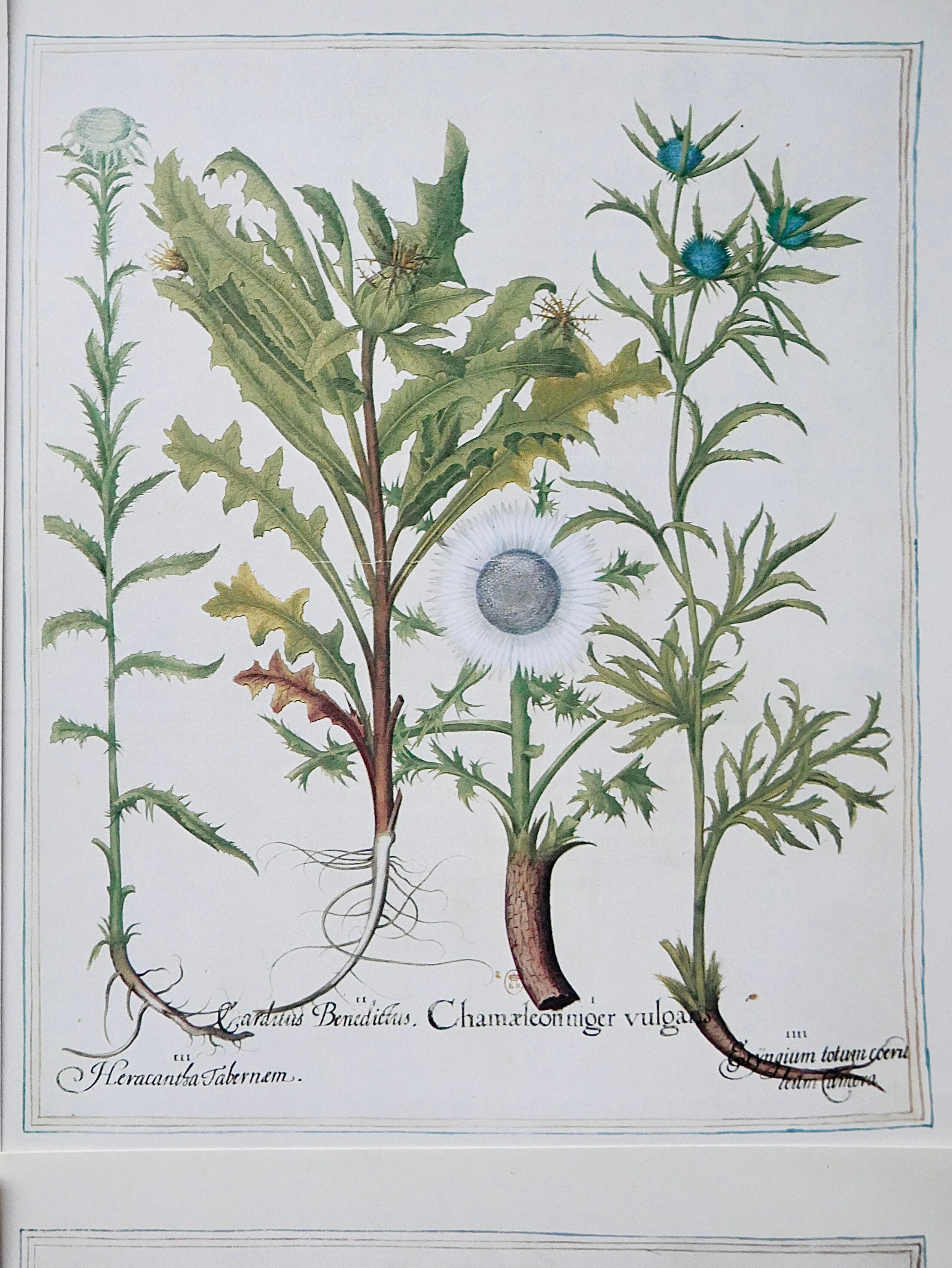 Lot 4 old herbarium boards