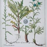 Lot 4 old herbarium boards