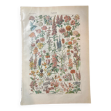 Lithograph on flowers from 1922