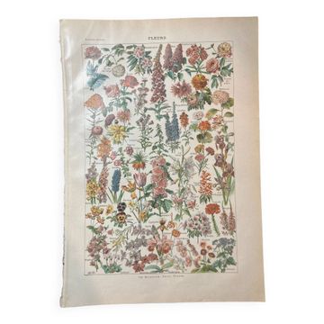 Lithographie sur les fleurs de 1922