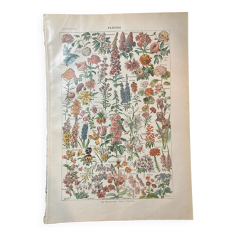 Lithographie sur les fleurs de 1922