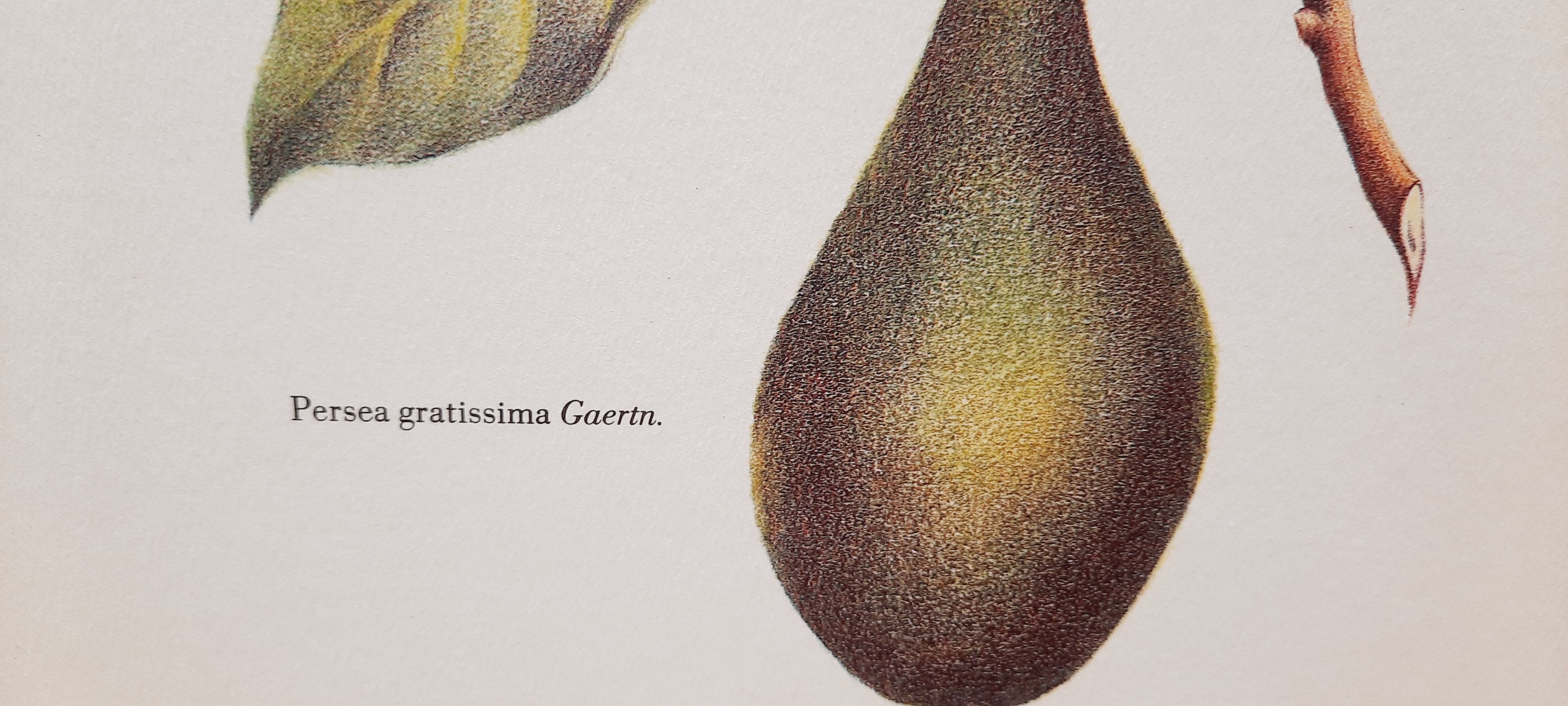 Botanical plate Avocado