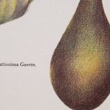 Botanical plate Avocado