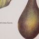 Planche botanique  Avocatier