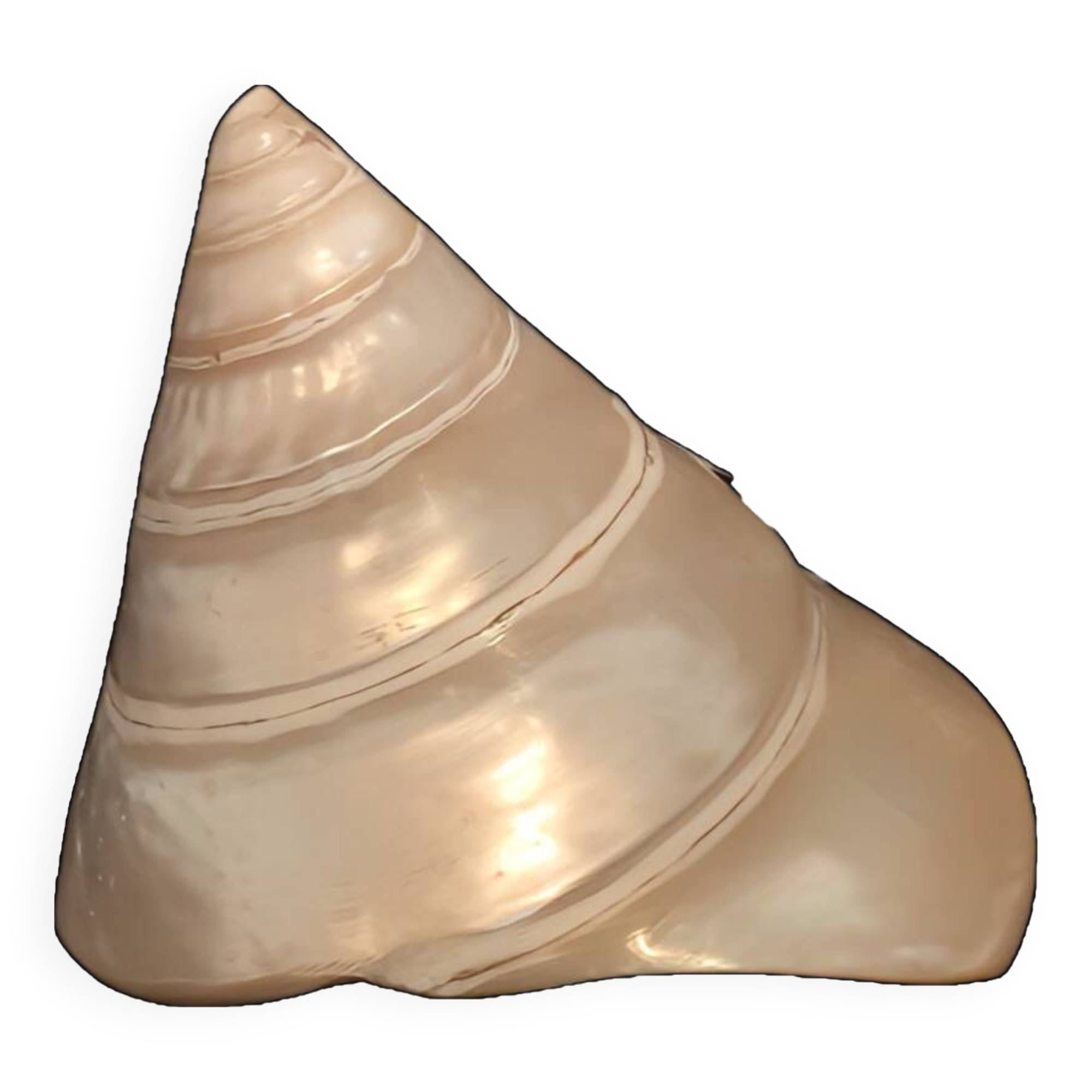 Troca shell decoration 8cm polished pearly Trocca Trochus decoration sea beach vintage old