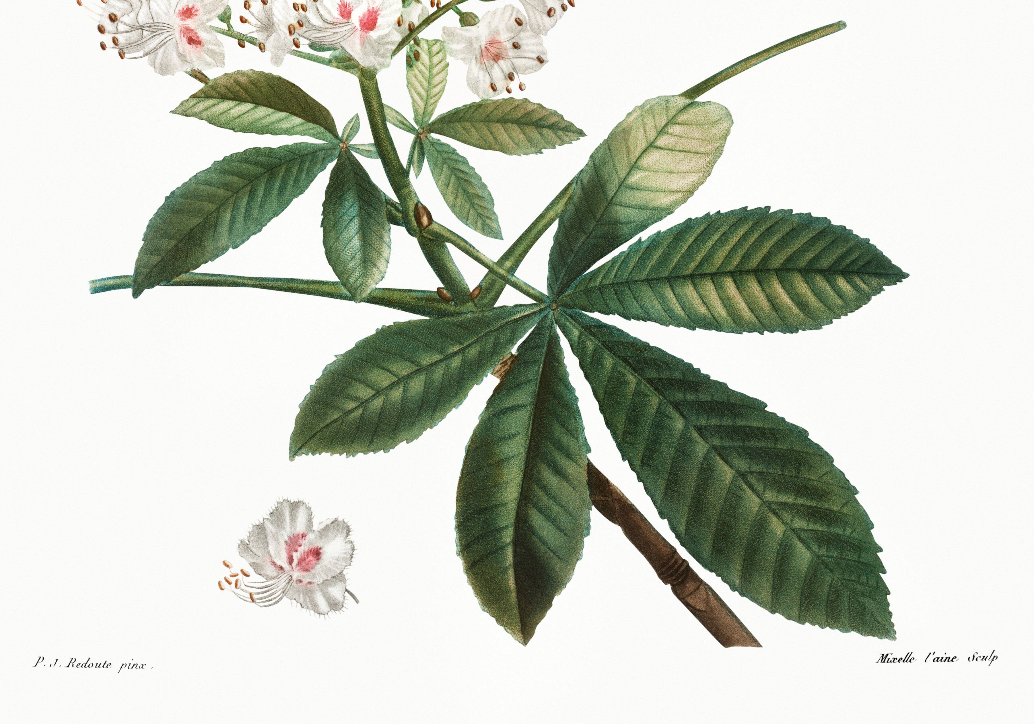 Botanical poster on horse chestnut, after an old engraving